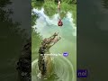 Animal Antics: Laugh Along with these Amusing crocodiles jumping out of water! #funnyanimals