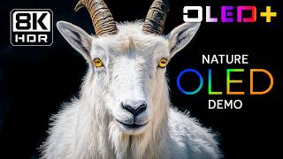 BEST OLED TEST - Glorious Earthviews in 8K HDR | Dolby Vision™