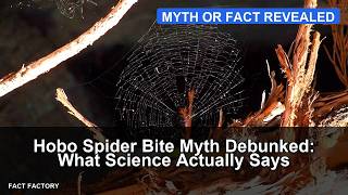 Hobo Spider Bite Myth Debunked: What Science Actually Says