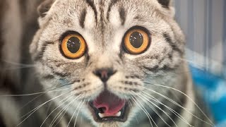 🌈Beste Lustige Katzenvideos zum Totlachen 2021😹|Süße Tiere|Versuch nicht zu lachen Extrem Schwer #34