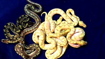 BALL PYTHON Egg Cutting! Some VERY COOL Snake Babies! Banana - Pied - Spider