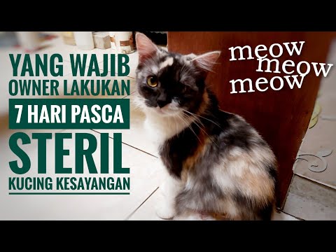 Video: Selimut Untuk Kucing: Setelah Sterilisasi, Dari Hujan Dan Lain-lain, Cara Memilih, Lakukan Sendiri, Gunakan Perban Pasca Operasi