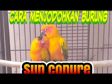 cara menjodohkan burung sun conure