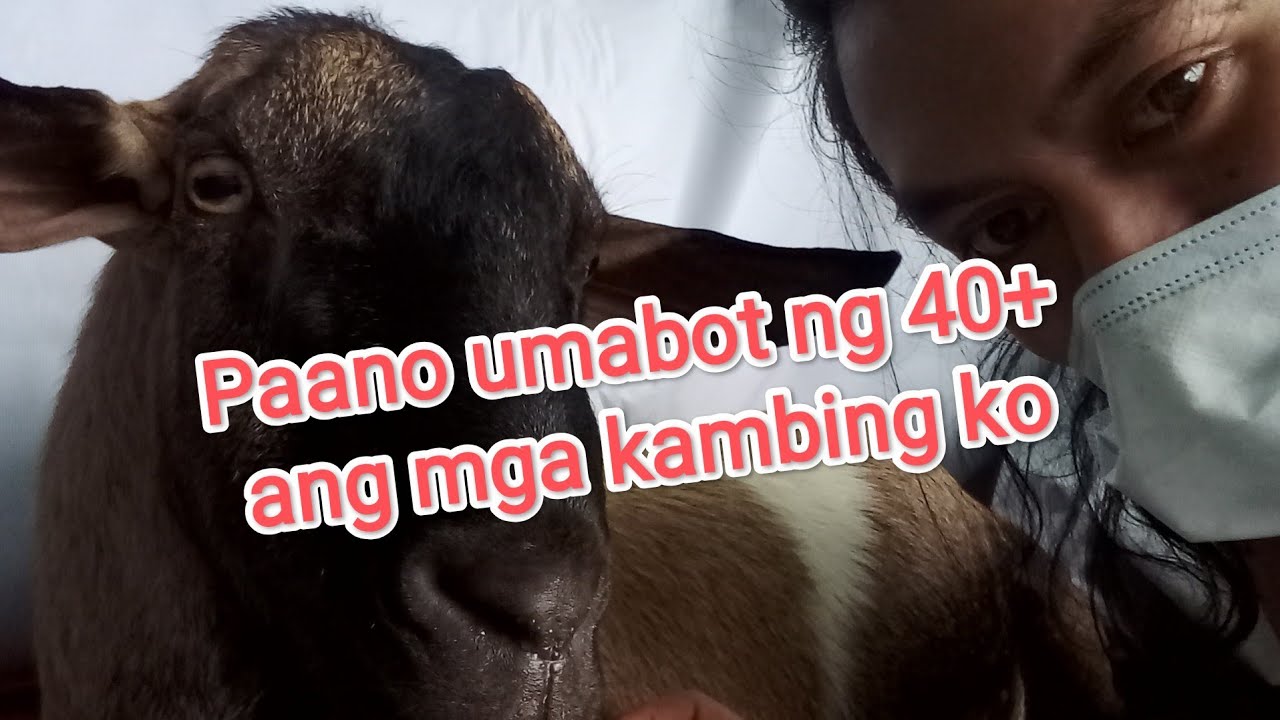 Paano ako nakapagparami ng kambing?