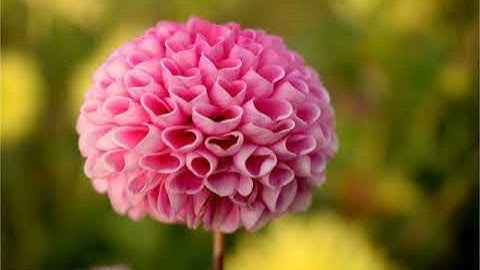 سورة البلد بصوت القارئ اسامة صبحي حسين #تلاوة #القرآن_الكريم #قرآن #القرآن #قران #quran