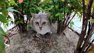 激しい喧嘩をして興奮がおさまらない猫