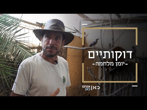 דוקותיים אביהוא שרווד מציל את הציפורים שנפגעו מהטילים האיראנים 