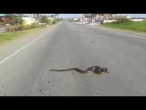 🇬🇾🇬🇾 snake crossing Road
