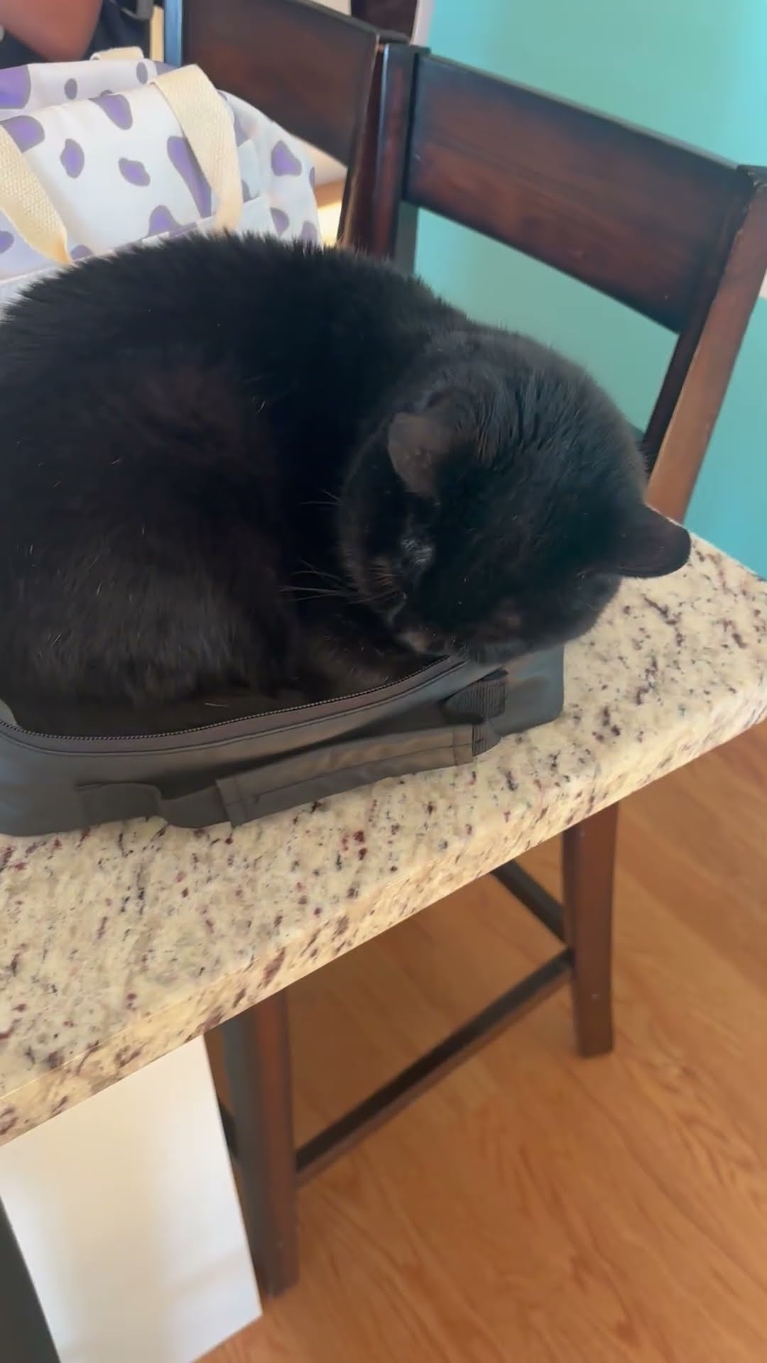 Lexi The Cat In A Lunchbox || ViralHog