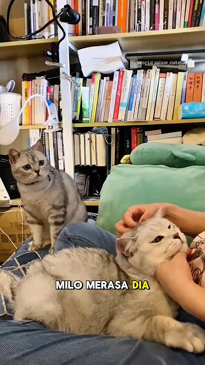 At first Milo was angry and sad #cat