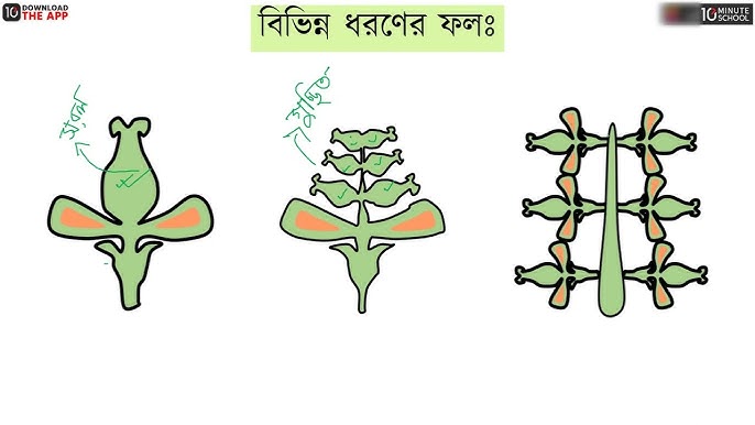 Hojatxonadagi yoshlarning gey jinsiy aloqasi video Katta labiyaning yaqindan olingan videosi