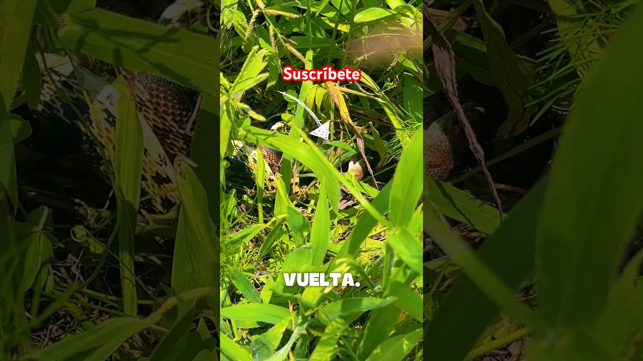 #serpientes #naranjadetapia #michoacán #alicante #vivorajasthan #serpiente