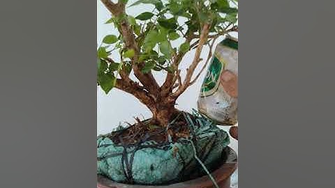 cây đã gl.ms532 gl ae lô 2 cây nguyệt quế rừng lá nhỏ giá 300k.ae vừa ý lh 0836602738.huy