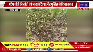 Udaipur: 9 बीघा में उगा रहे थे अवैध गांजे, करोड़ों में कीमत, नारकोटिक्स और पुलिस ने किया तबाह