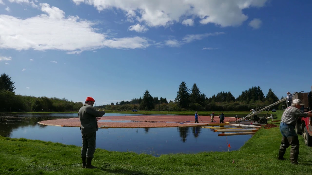 Cranberry Harvest Time Lapse 2017 YouTube
