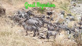 Our Planet  4K African Wildlife  Great Migration from the Serengeti to the Maasai Mara Kenya