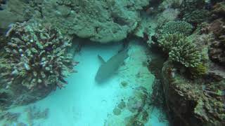 SEYCHELLES - DIVING - LA DIGUE 6/11/2020