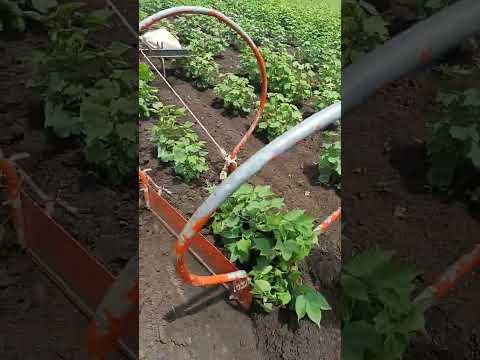 वीडियो: मृदा ड्रेंचिंग तकनीक - बगीचों में मिट्टी की खाई के आवेदन के बारे में जानें