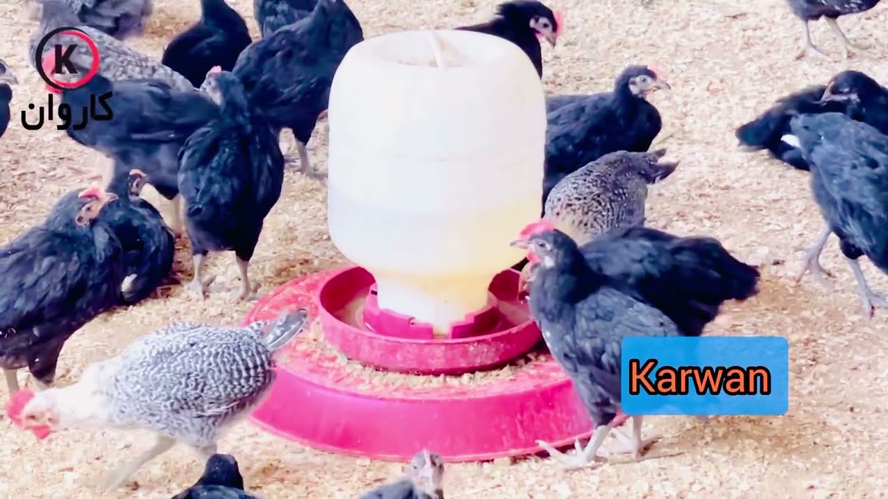 تولید و افزایش نسل استرلوپ در افغانستان، صحبت با مسول فارمدار استرلوپ