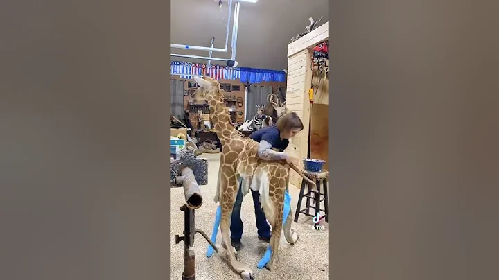 Custom baby giraffe taxidermy