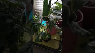 Thankful for the peace my plants bring me. They keep me rooted. #plants #houseplants #mentalhealth