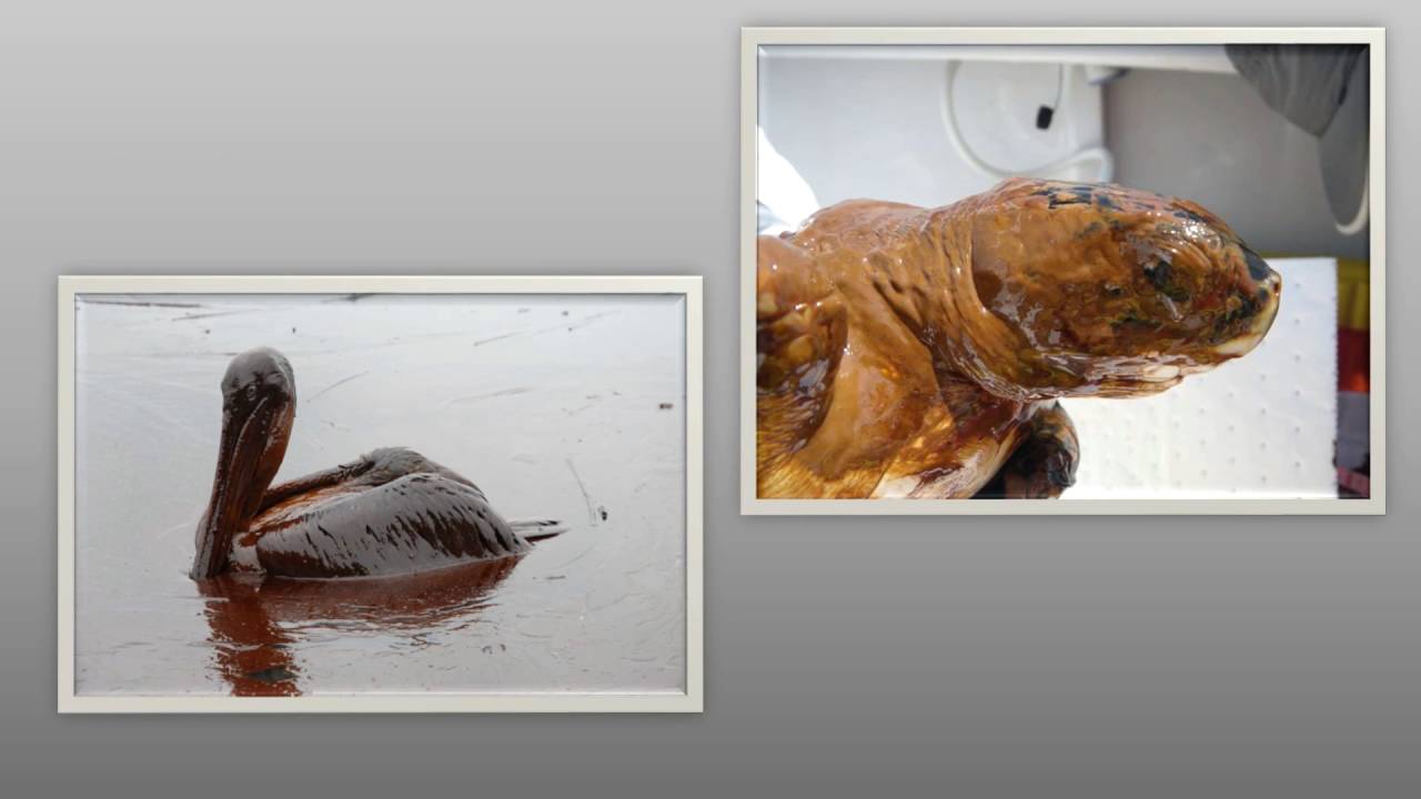 The Bp Oil Spill Of Visual Essay Youtube The Bp Oil Spill Of Visual Essay High School Entrance Essays also Sample Essay Thesis Statement Essay On Modern Science