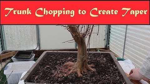 Trunk Chopping My Ebihara Trident Maple Bonsai to Create Taper
