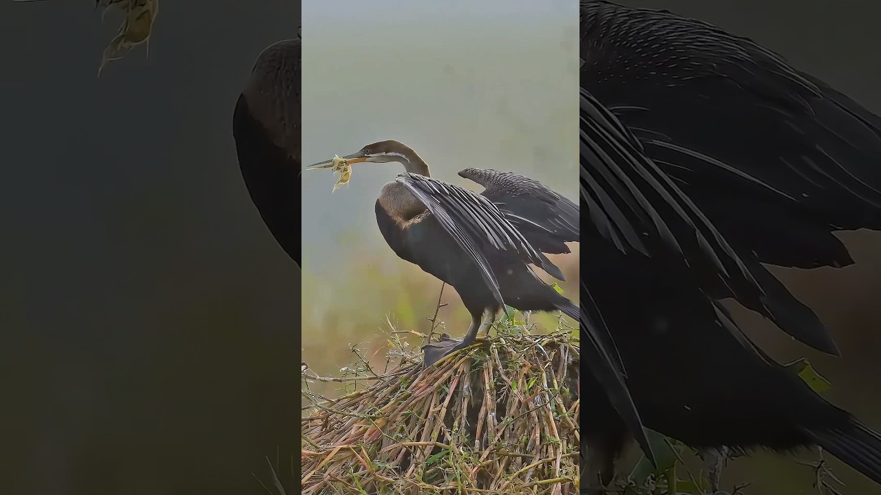 Extremely rare bird.Snake bird (Anhinga) or Oriental darter ' Beak Stuck with Fishing net. 