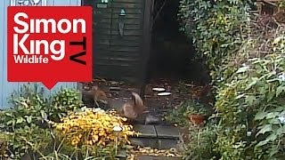 Foxes Kill a Squirrel - Unique Footage!