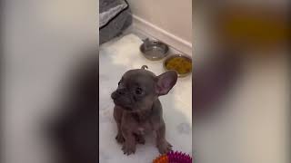 Dog Translator: Fun and Fun screenshot 4