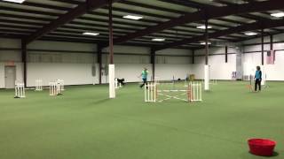 Ellie - Jumper with Weaves AKC Agility Run