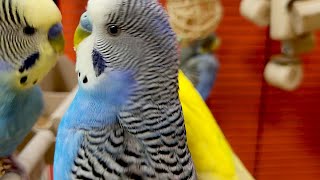 Budgie Sounds