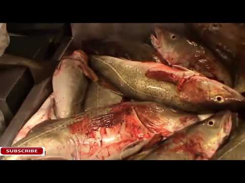 Vídeo: Que Tipo De Peixe Comercial é Encontrado No Oceano Atlântico