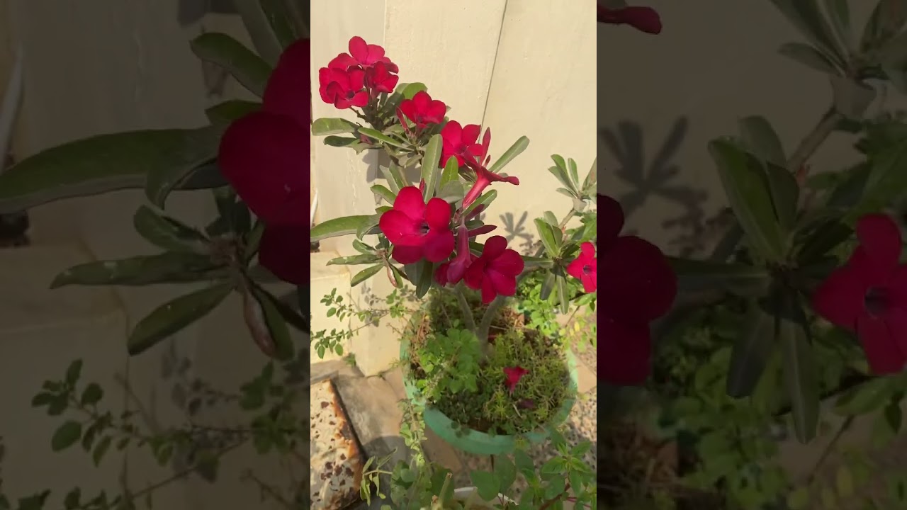 Pure red adenium😍
