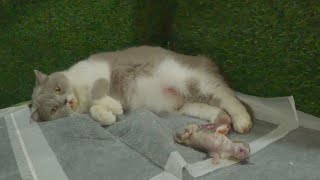 Mother cat painfully gave birth to a kitten