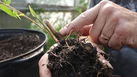 Planting Bamboo Cane Cuts