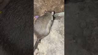 Kukira Kita Temenan Kus , Ternyata Tetep Ngejar