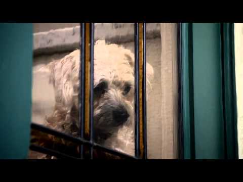 ძაღლები, ესაა ის რაც ბინას სახლად გადააქცევს.