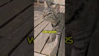 How Do Whiskers Work? 😺🐈🐾