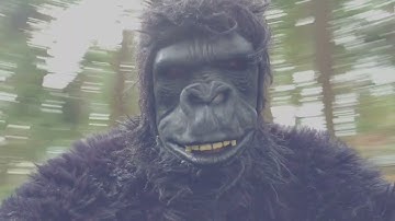 Quasi - Nowheresville (Official Video)