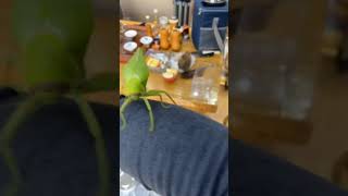 cute | The grasshopper | has a pretty | funny |voice