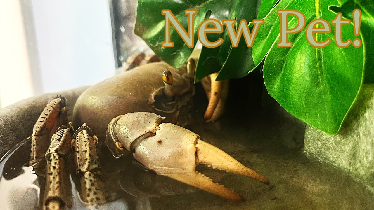 Keeping A Giant Land Crab As A Pet YouTube keeping-a-giant-land-crab-as-a-pet-youtube