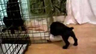 Shrek The Patterdale Puppy