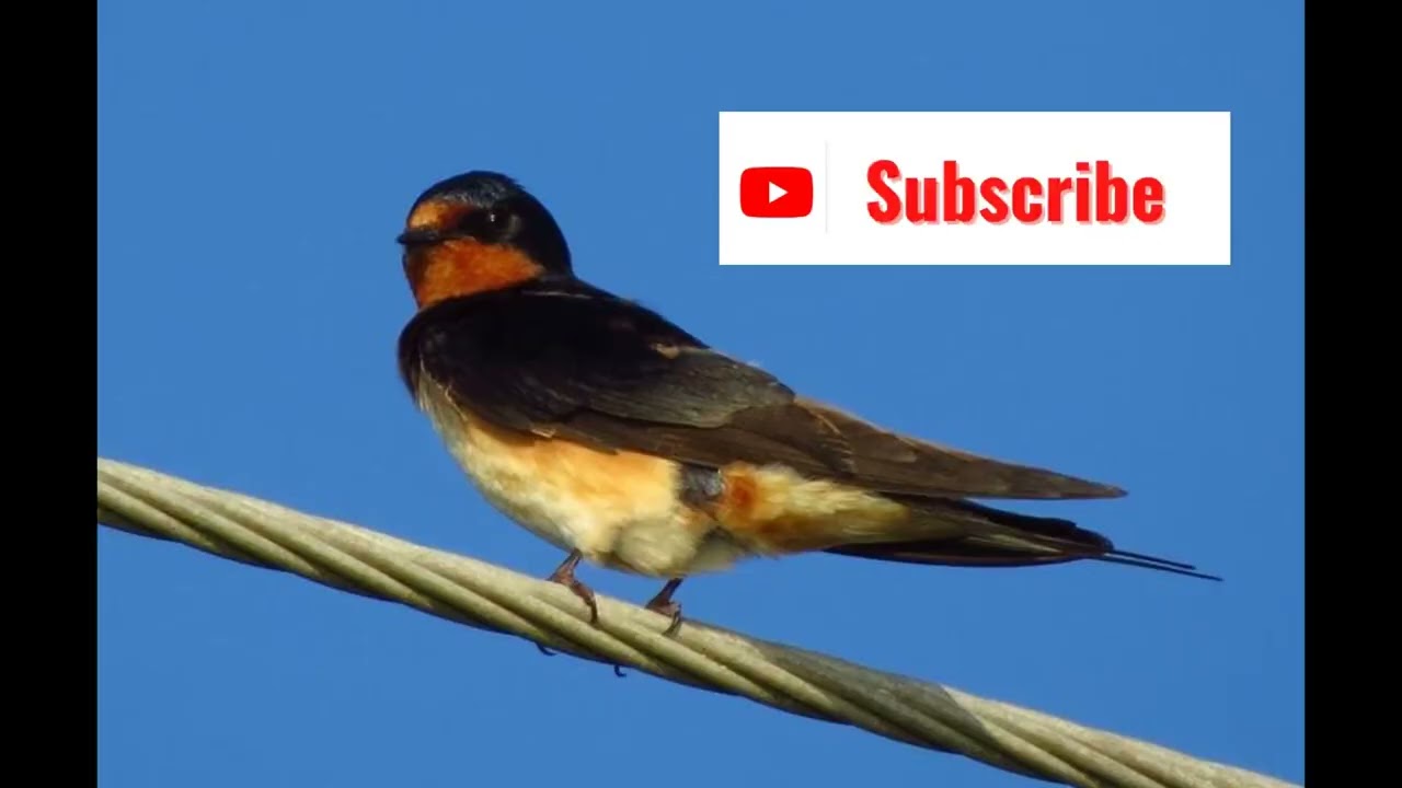 Barn Swallow Bird Sound Video