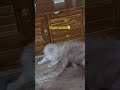 #cute #cutebaby #cat #youtubeshorts #pets