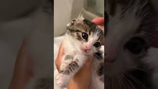 Cleaning Dirty Kitten Ears