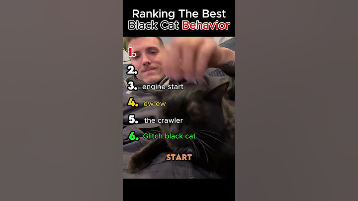 Ranking The Best Black Cats Behaviors 🤣🔥#cat