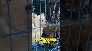 This Overcrowded Dog Shelter Holds 1,900 Dogs in a Space Meant for 900  We Need Your Help to Move