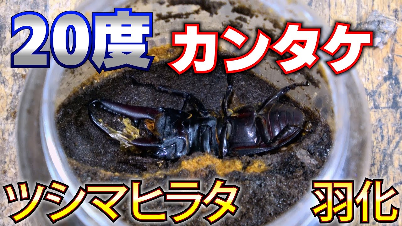 Results of raising Tsushima stag beetles at low temperatures - YouTube