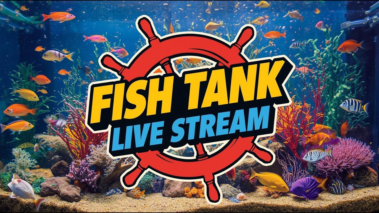 Fish Tank Live Stream - YouTube